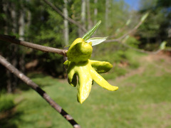 Exobasidium symploci