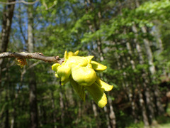 Exobasidium symploci