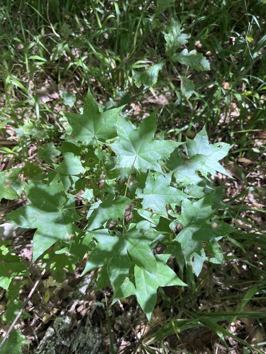 Acer cappadocicum, photograph 3