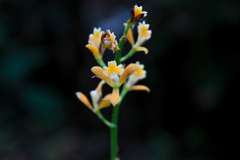 Epidendrum polyanthum