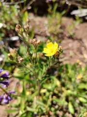 Potentilla gracilis, photograph author not stated, no rights reserved