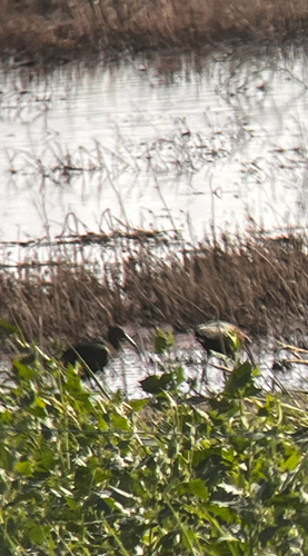 White-faced Ibis
