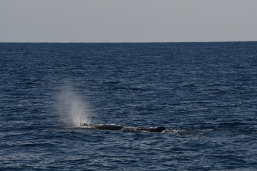 Sperm whale