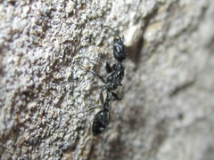 Pseudomyrmex lynceus