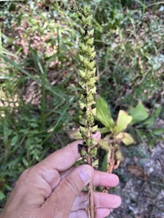 Digitalis ferruginea