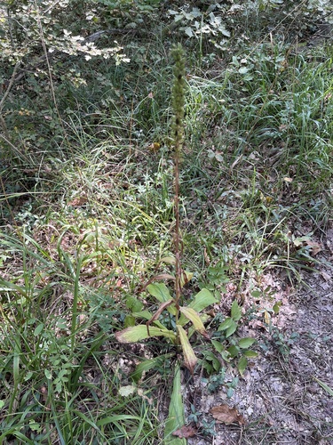 Digitalis ferruginea, photograph 2