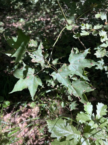 Acer cappadocicum, photograph 2