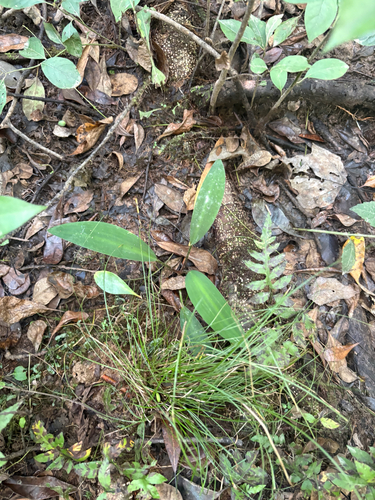 Orontium aquaticum, photograph 5