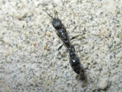 Pseudomyrmex lynceus