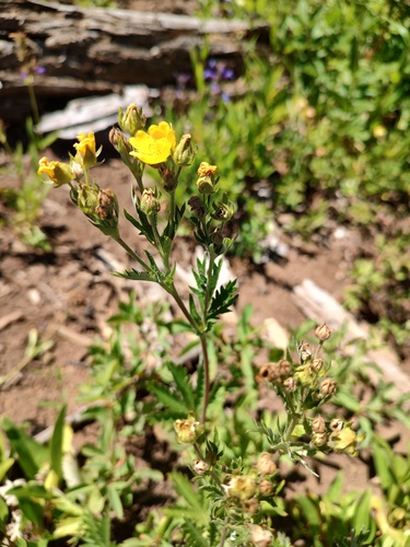 Potentilla gracilis, photograph 3