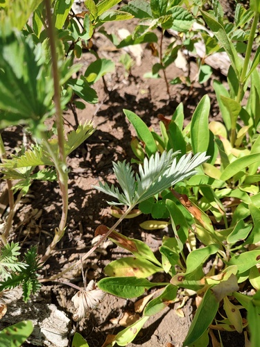Potentilla gracilis, photograph 2