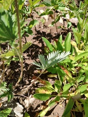 Potentilla gracilis, photograph author not stated, no rights reserved