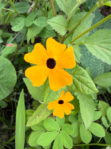 Black-eyed Susan vine
