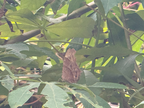 Common Evening Brown