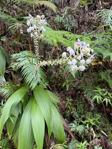 Spathoglottis pacifica, photograph 2