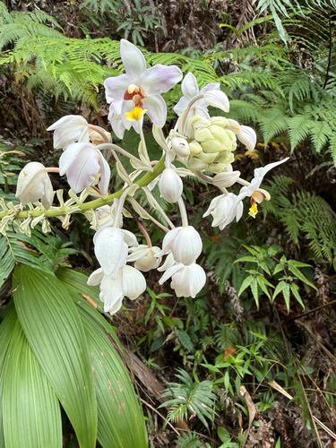 Ground Orchid