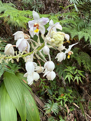 Spathoglottis pacifica