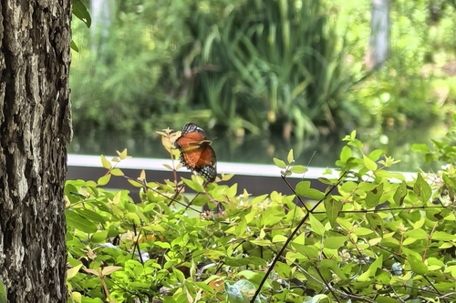 Tropical Fritillary