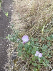 Sidalcea robusta
