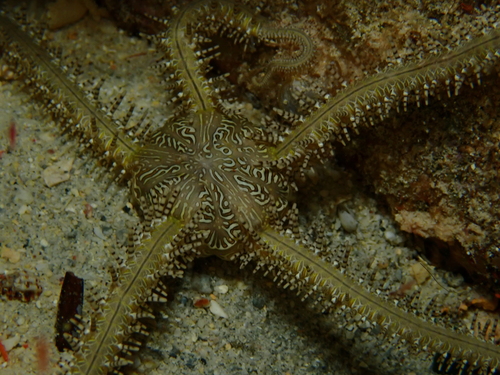 Ophiomastix pictum observed 2026-08-19