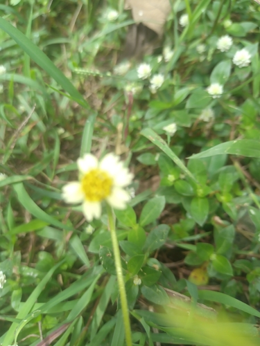 Tridax Daisy