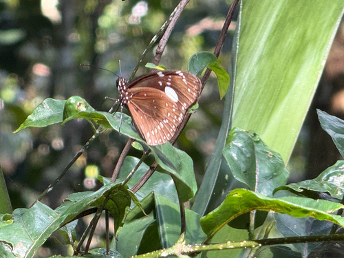 Euploea lewinii