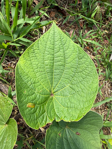 kava
