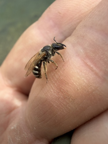 iNaturalist observation photo of Furrow Bees