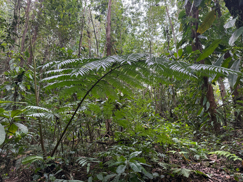 Angiopteris evecta, photograph 6