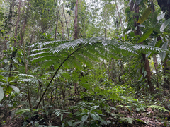 Angiopteris evecta, photograph author not stated, no rights reserved