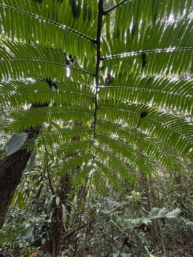 Angiopteris evecta, photograph 5
