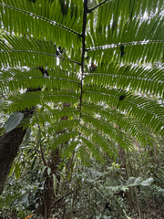 author not stated, no rights reserved Angiopteris evecta, photograph author not stated, no rights reserved