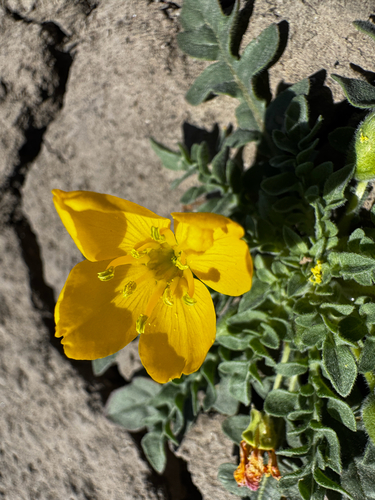 Taraxia tanacetifolia, photograph 4