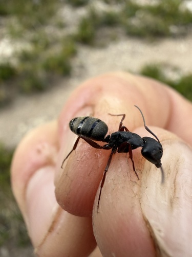 iNaturalist observation photo of Carpenter Ants, Typical Sugar Ants and Allies