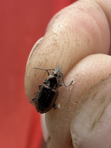 iNaturalist observation photo of Ground Beetles