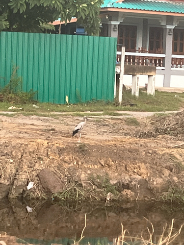 Asian Openbill