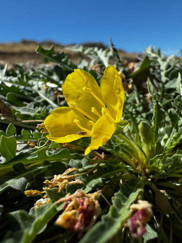 Taraxia tanacetifolia