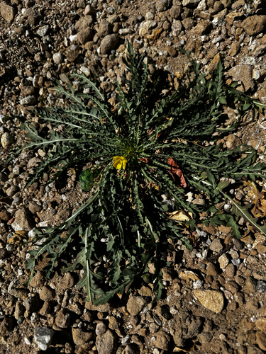 Taraxia tanacetifolia, photograph 2
