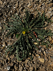 Taraxia tanacetifolia, photograph (c) Parker James Lloyd, some rights reserved (CC BY)