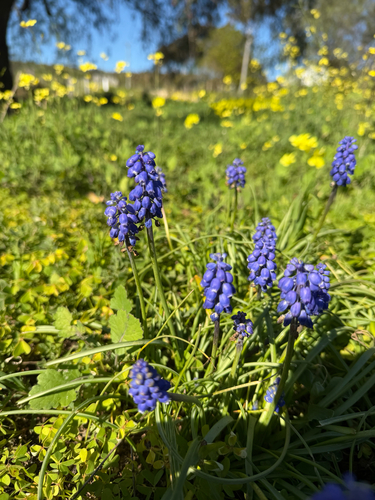Garden Grape-hyacinth