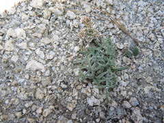 Lomatium nevadense parishii
