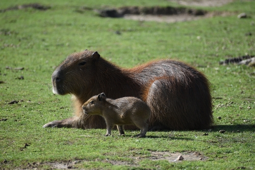 Capybara