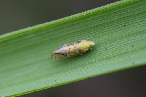 Tropidocephala brunnipennis observed 2026-08-30