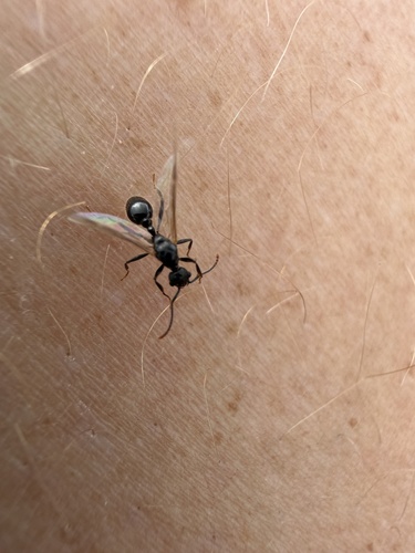 iNaturalist observation photo of Ants