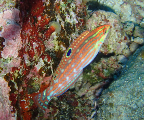 Halichoeres claudia observed 2026-08-27