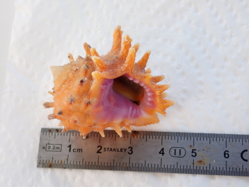 Drupa rubusidaeus observed 2026-08-27