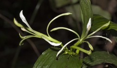 Corymborkis corymbis