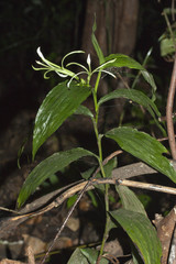 Corymborkis corymbis