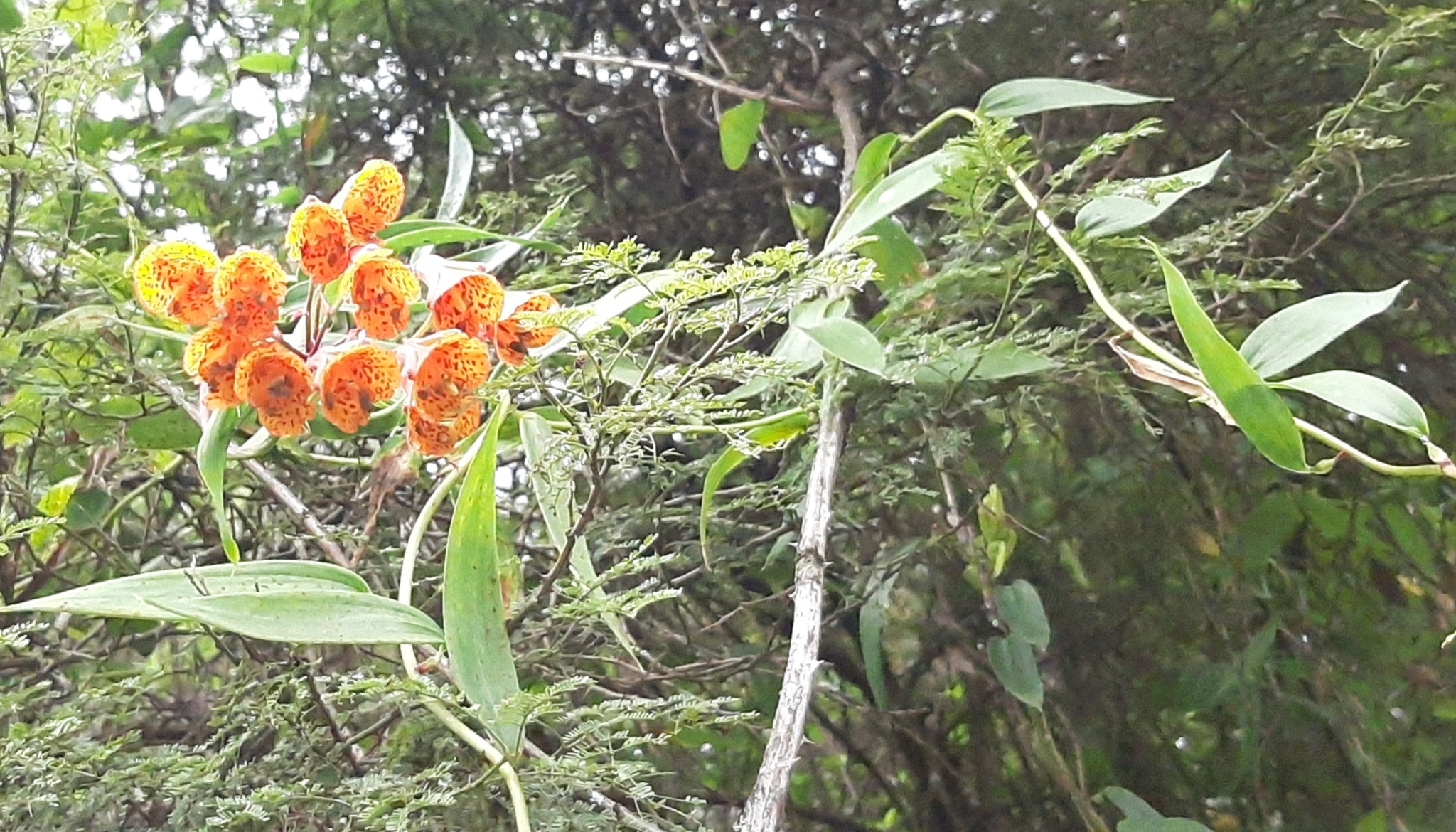 Bomarea multiflora image