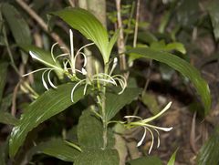 Corymborkis corymbis